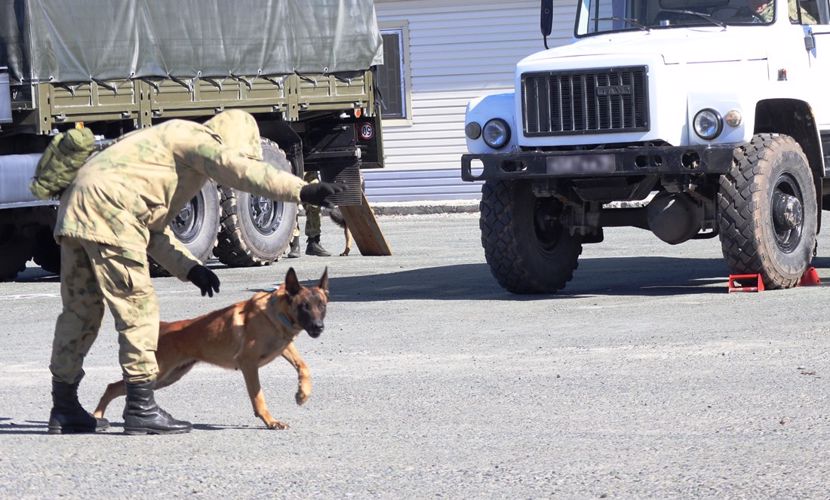 Кинологи Росгвардии продолжают совершенствовать своё профессиональное мастерство в Тюмени (видео)