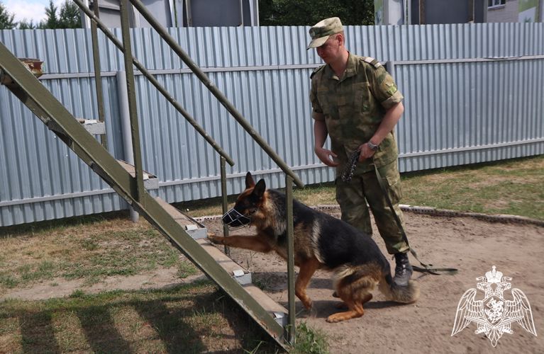 Кинологи Росгвардии рассказали тележурналистам о секретах выращивания служебных собак 