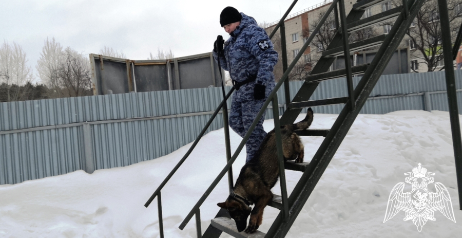 Кинологи Росгвардии познакомили ТВ-журналистов из Тюмени с особенностями профессиональной подготовки (видео)