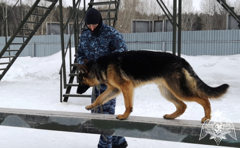 Кинологи Росгвардии познакомили ТВ-журналистов из Тюмени с особенностями профессиональной подготовки (видео)