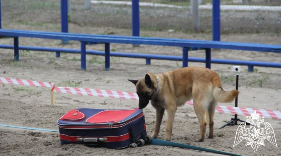 Чемпионат Уральского округа Росгвардии по многоборью кинологов завершился в Тюмени