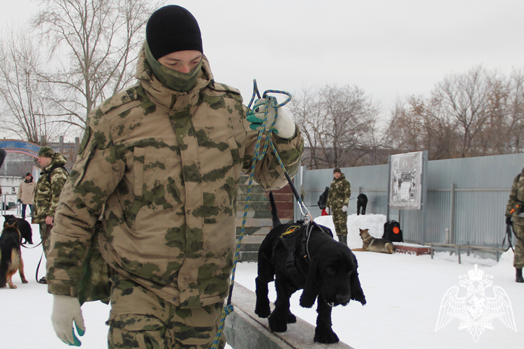 Специалисты-кинологи Уральского округа Росгвардии стали героями телеэфиров в Тюмени и на Ямале