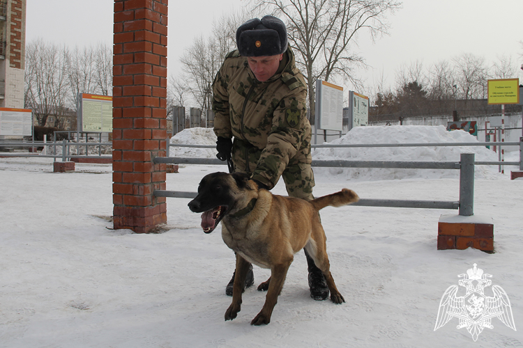 Специалисты-кинологи Уральского округа Росгвардии стали героями телеэфиров в Тюмени и на Ямале