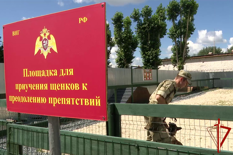 В Международный день собак о четвероногом пополнении Росгвардии рассказали на тюменском телевидении (видео)